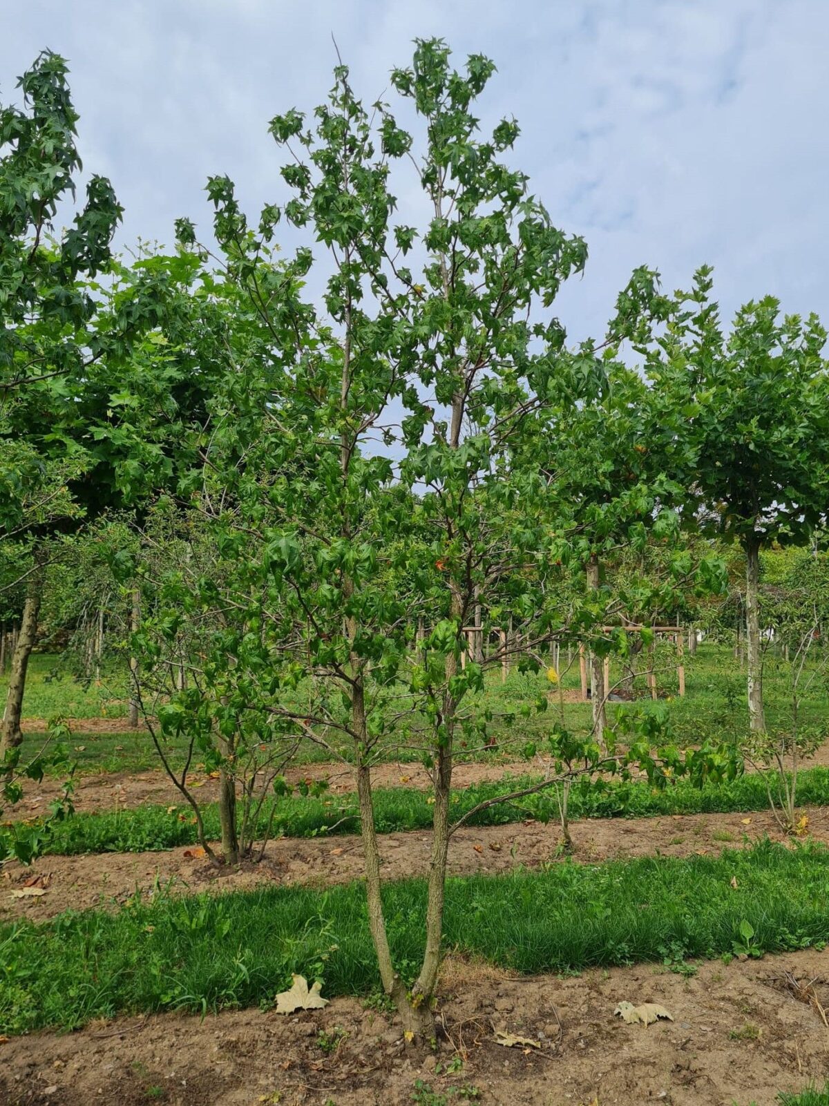 Jonge Amberboom | Meerstammig