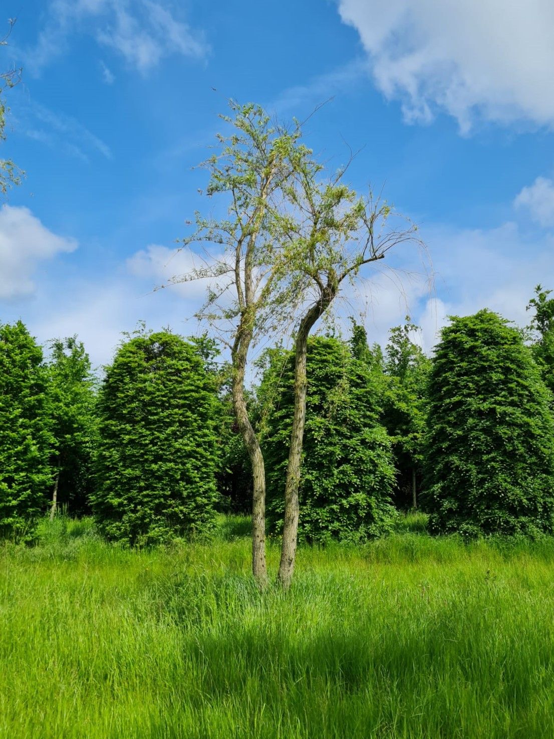 Meerstammige Gele treurwilg
