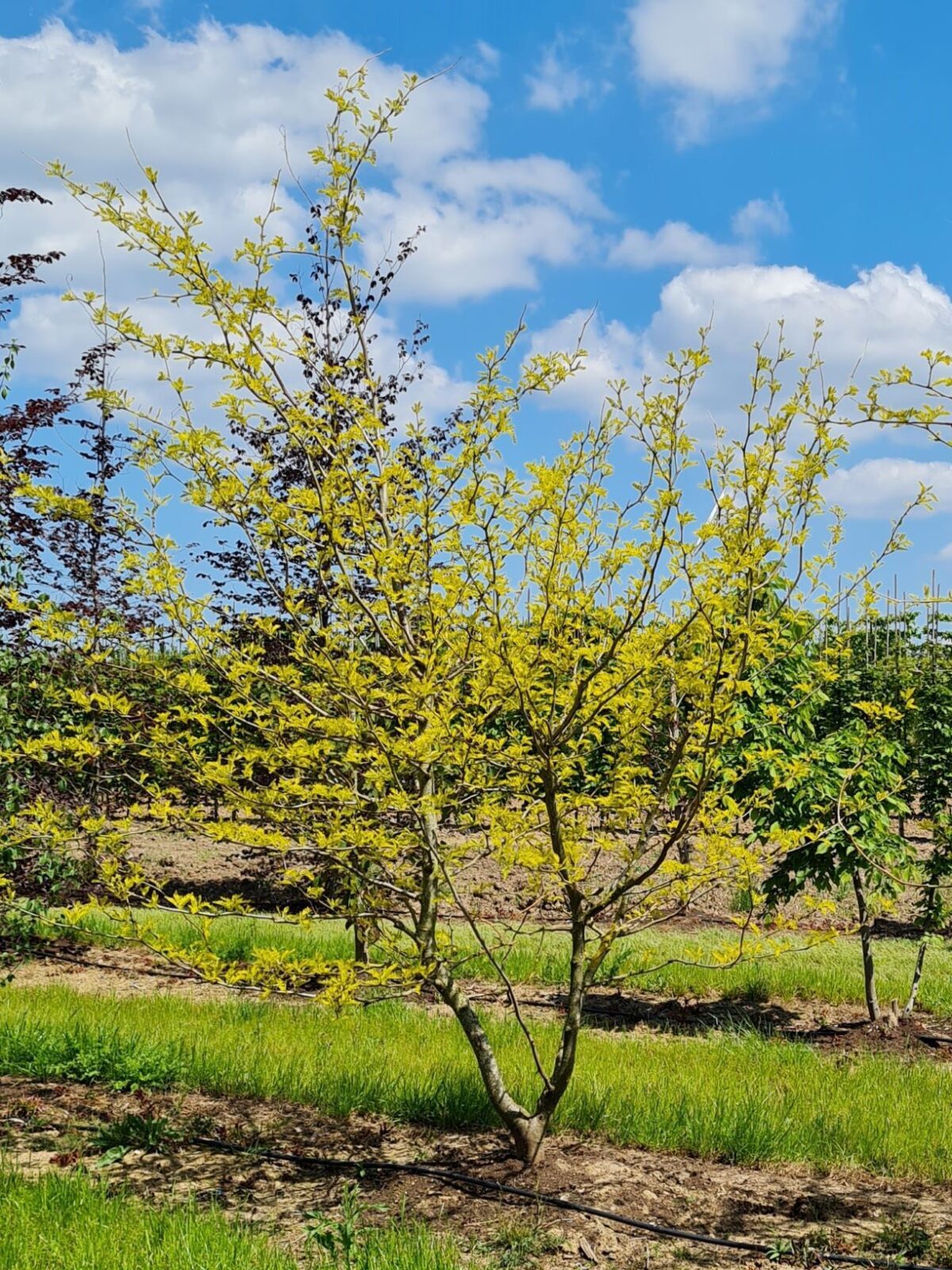 meerstammige-gele-valse-christusdoorn Jonge Gele valse christusdoorn | Meerstammig