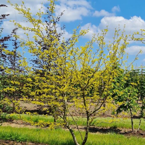 Jonge Gele valse christusdoorn | Meerstammig