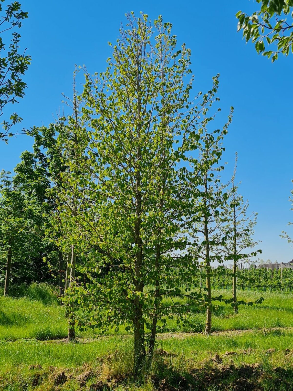Volwassen Boomhazelaar | Meerstammig