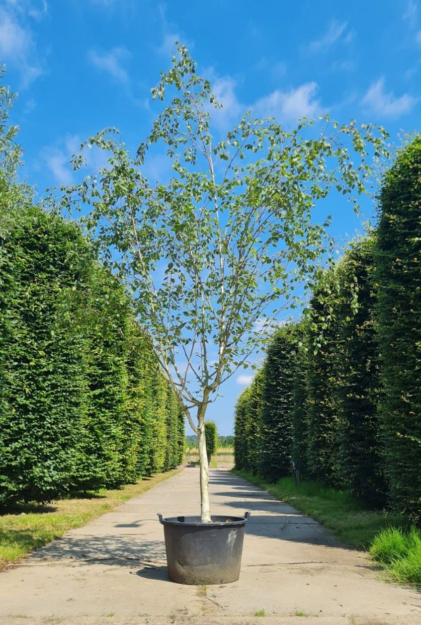 Jonge Himalayaberk | Halfstam