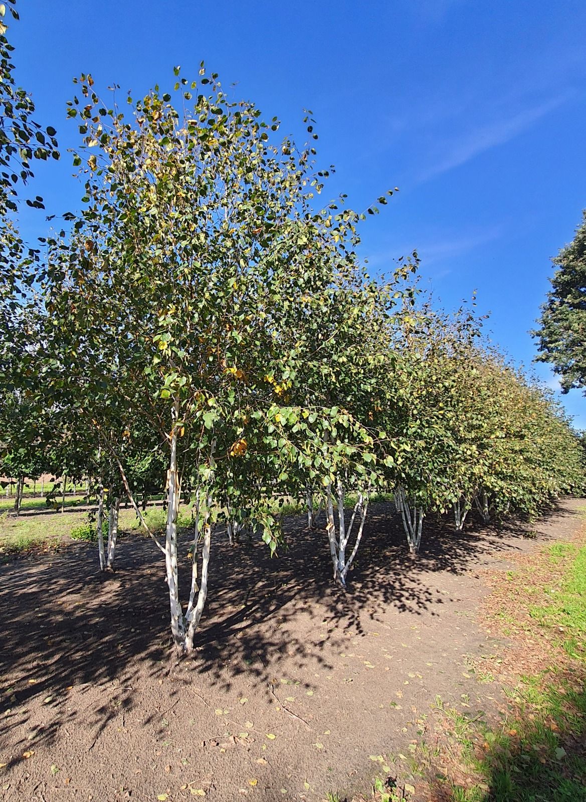 Jonge Himalayaberk | Meerstammig