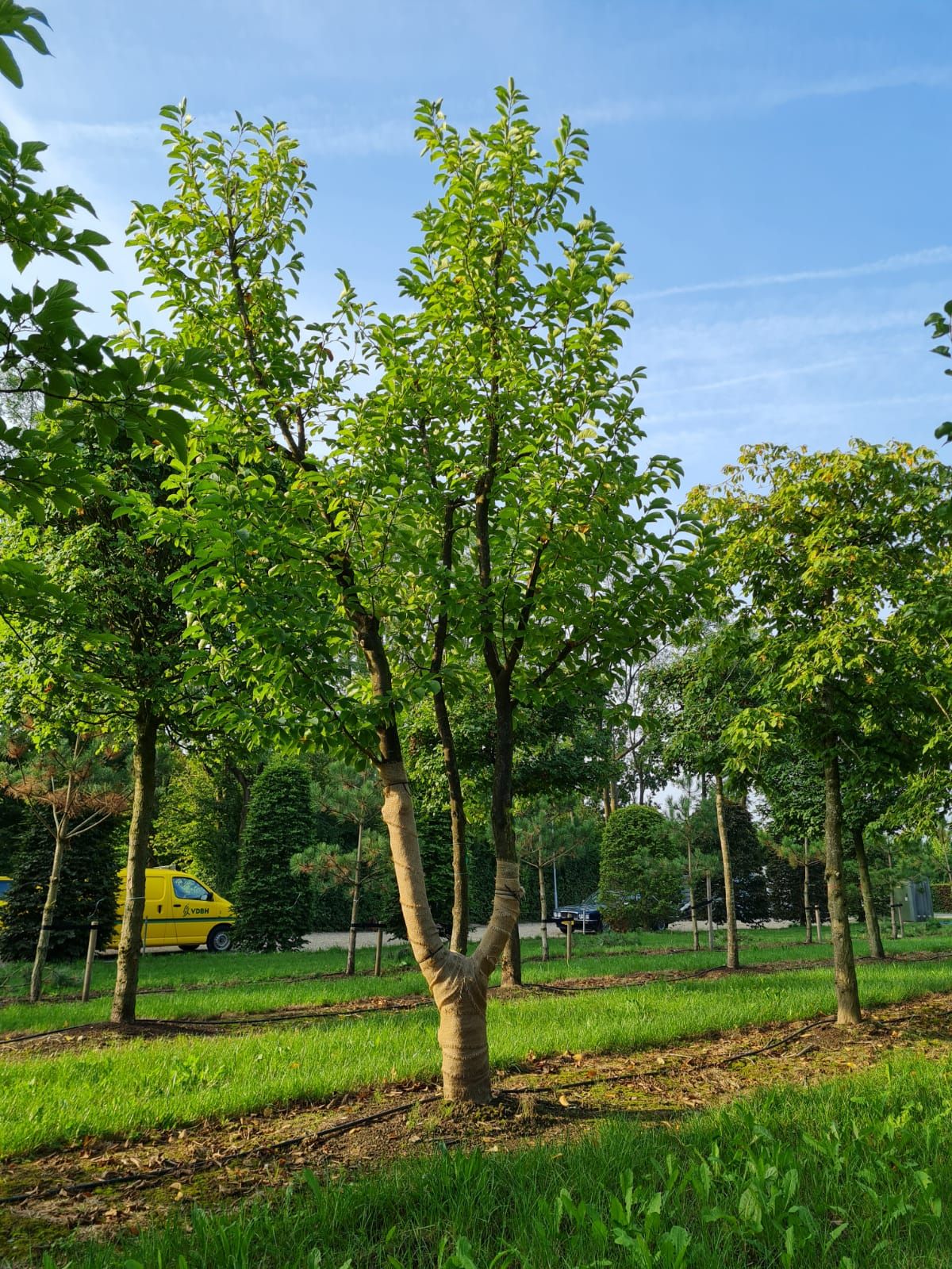 Volwassen Japanse magnolia | Meerstammig