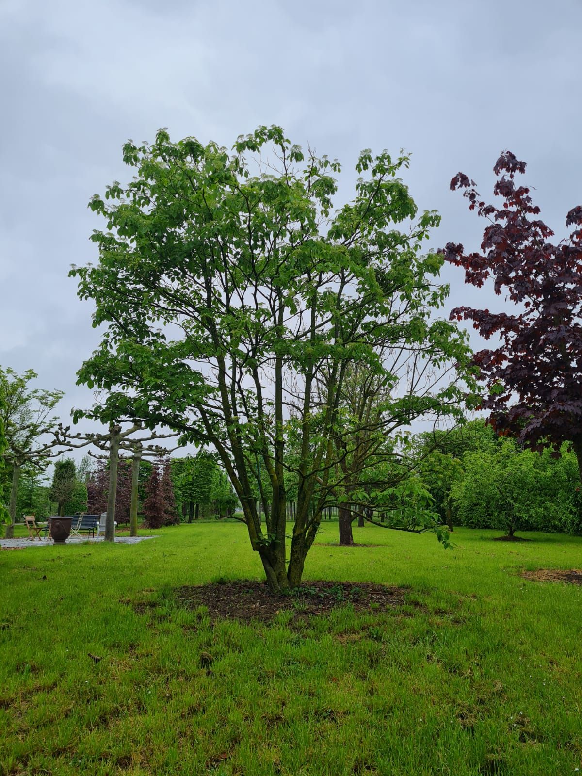 Volwassen Reuzenkornoelje | Meerstammig