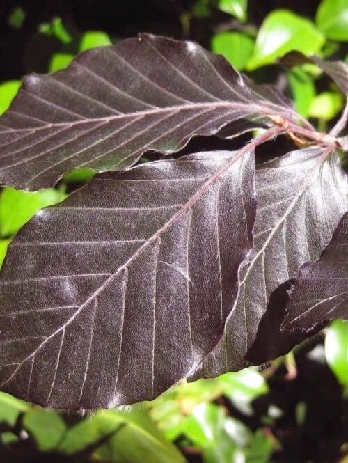 Rode beuk | Meerstammig