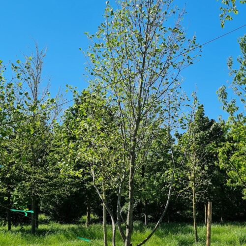 Volwassen Tulpenboom | Meerstammig