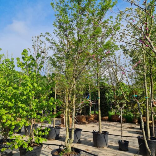 Jonge Valse Christusdoorn | Meerstammig