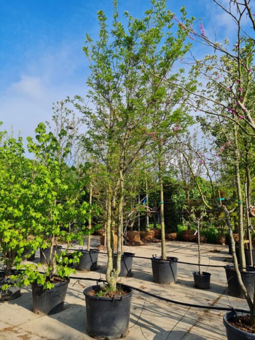 meerstammige-valse-christusdoorn Valse Christusdoorn | Meerstammig