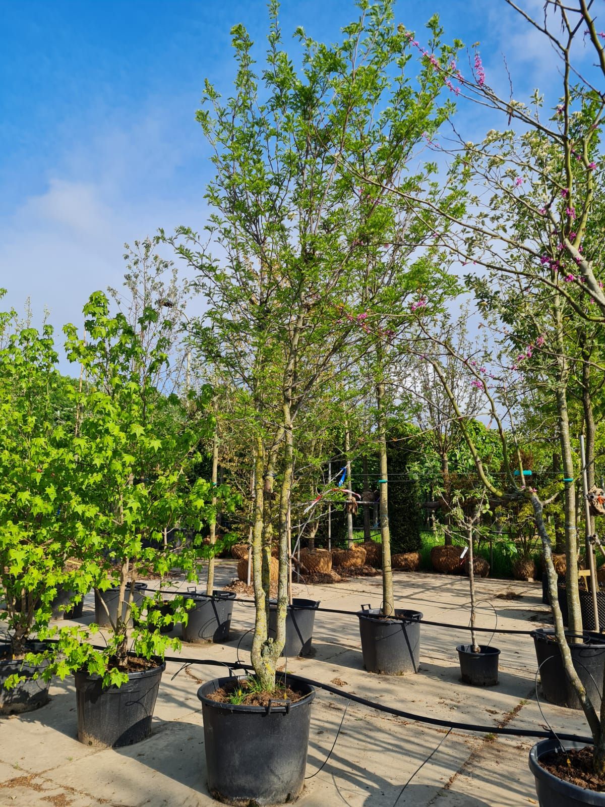 meerstammige-valse-christusdoorn Jonge Valse Christusdoorn | Meerstammig