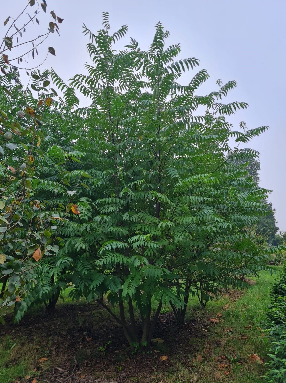 meerstammige-vleugelnoot Jonge Vleugelnoot | Meerstammig