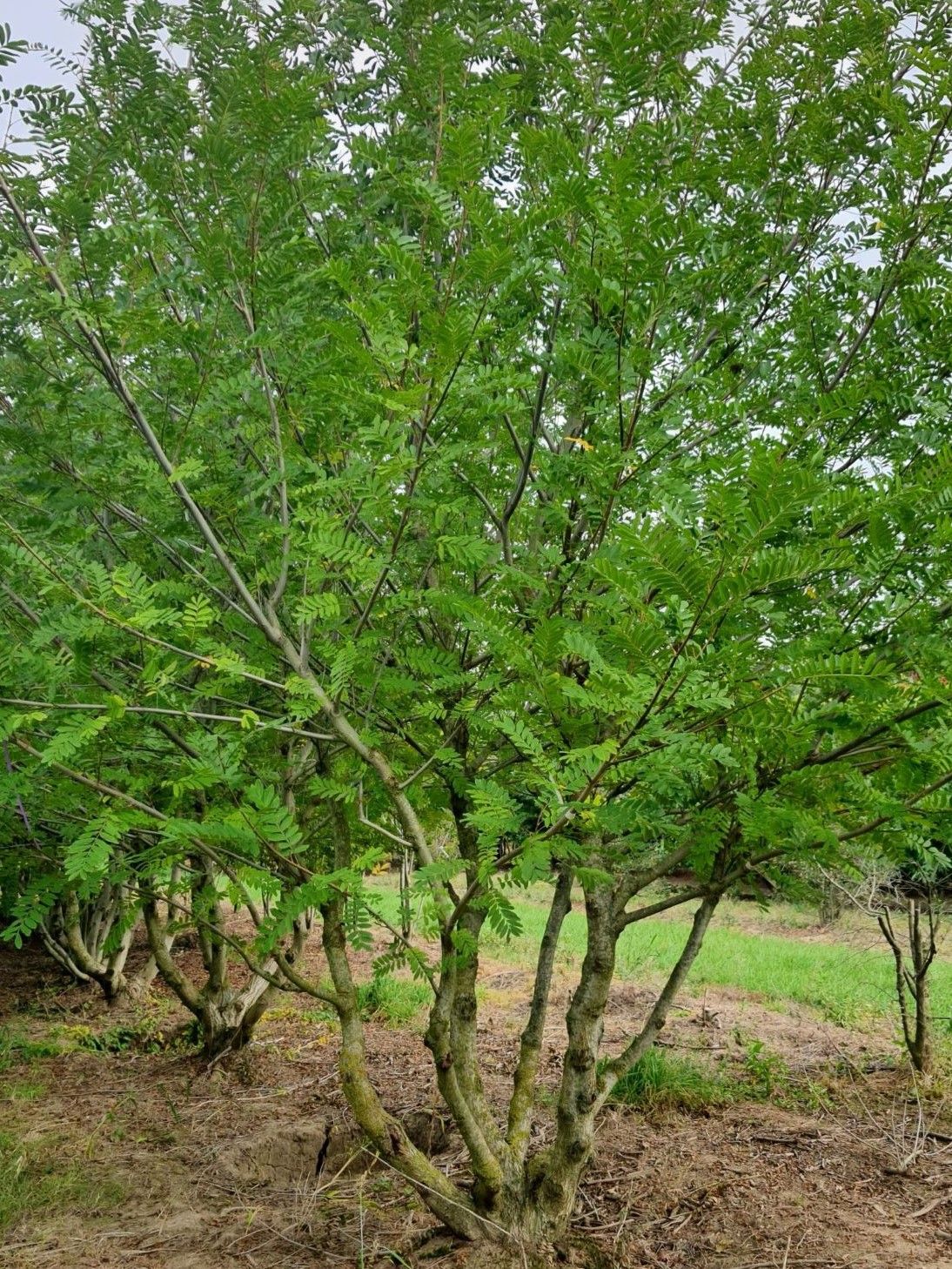 Volwassen Vleugelnoot | Meerstammig