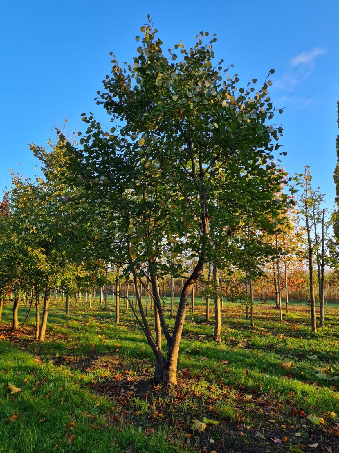meerstammige-winterlinde Jonge Winterlinde | Meerstammig