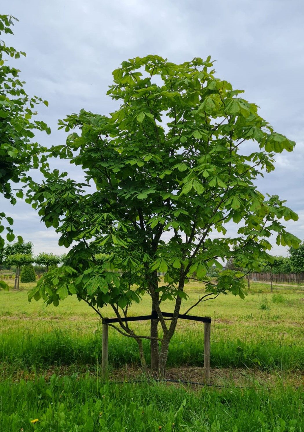 meerstammige-witte-paardenkastanje Jonge Witte paardenkastanje | Meerstammig