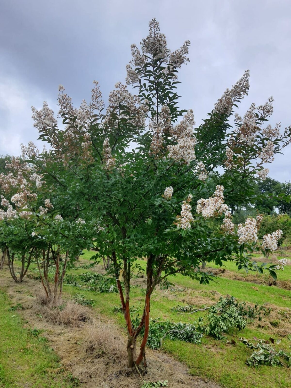 Jonge Indische witte sering | Meerstammig