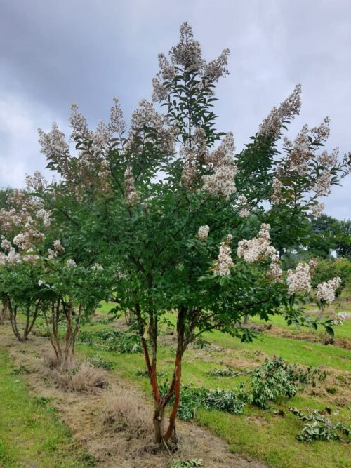 Witte Indische sering | Meerstammig