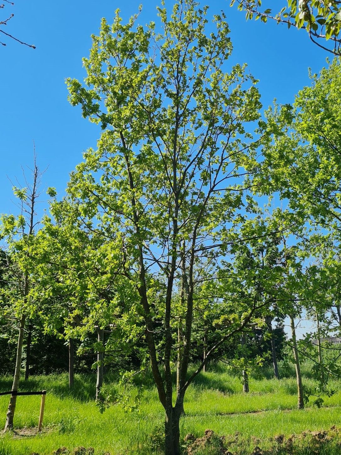 Volwassen Zomereik | Meerstammig