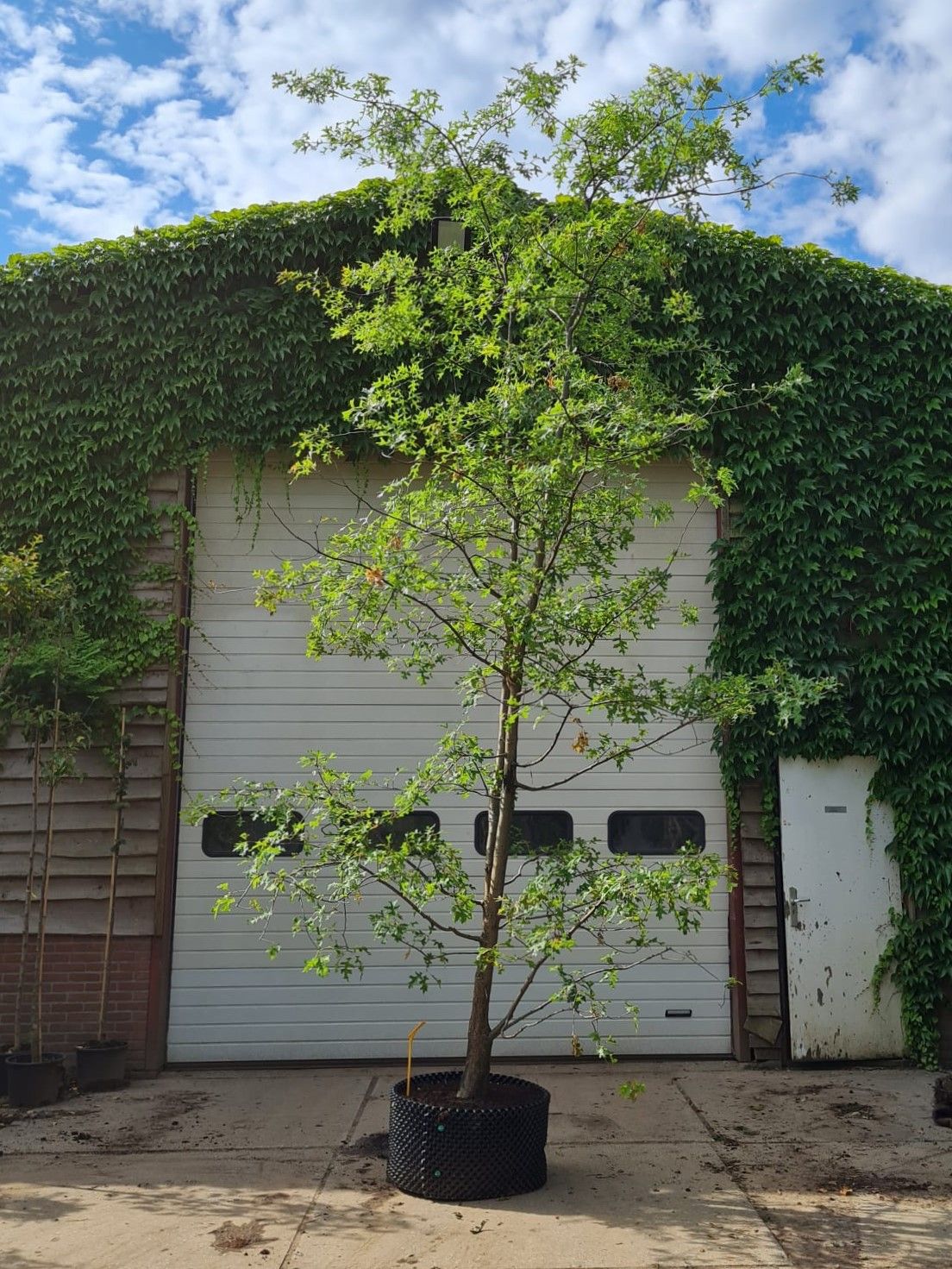 moeraseik Volwassen Moeraseik | Meerstammig