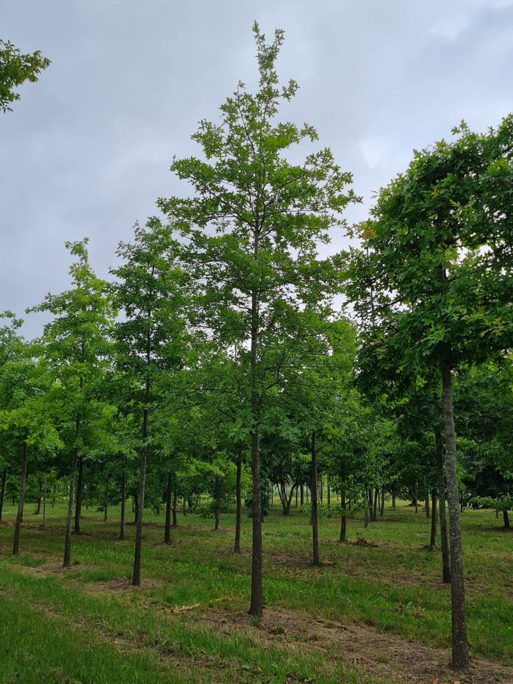 Jonge Moeraseik | Hoogstam