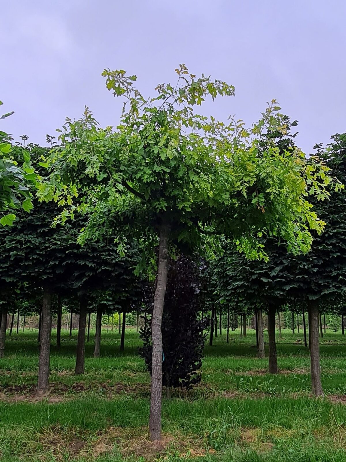 Volwassen Moeraseik | Dakvorm