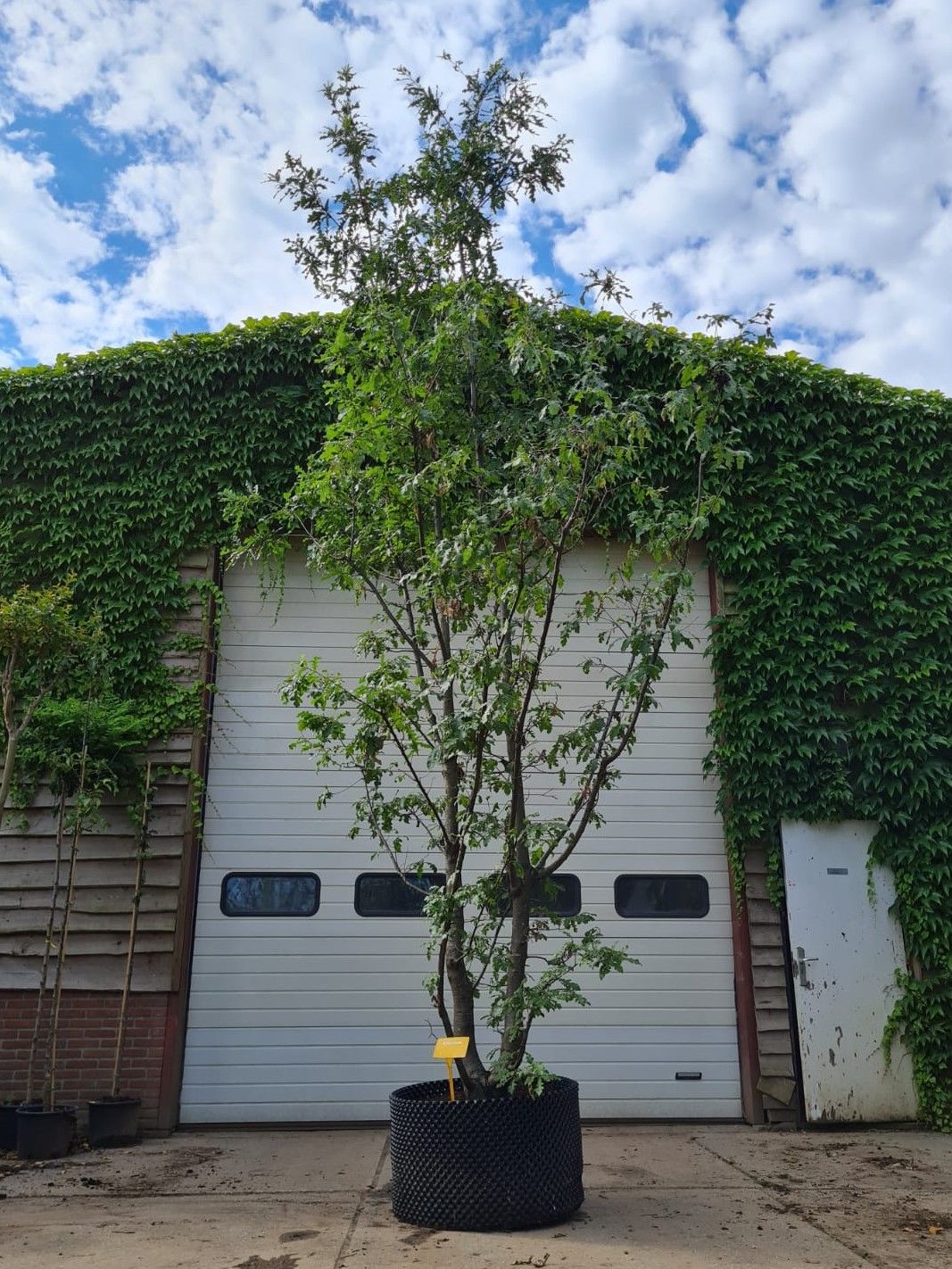 Volwassen Moseik | Meerstammig