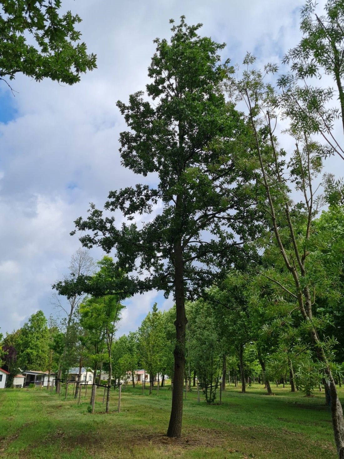 Volwassen Moseik | Hoogstam