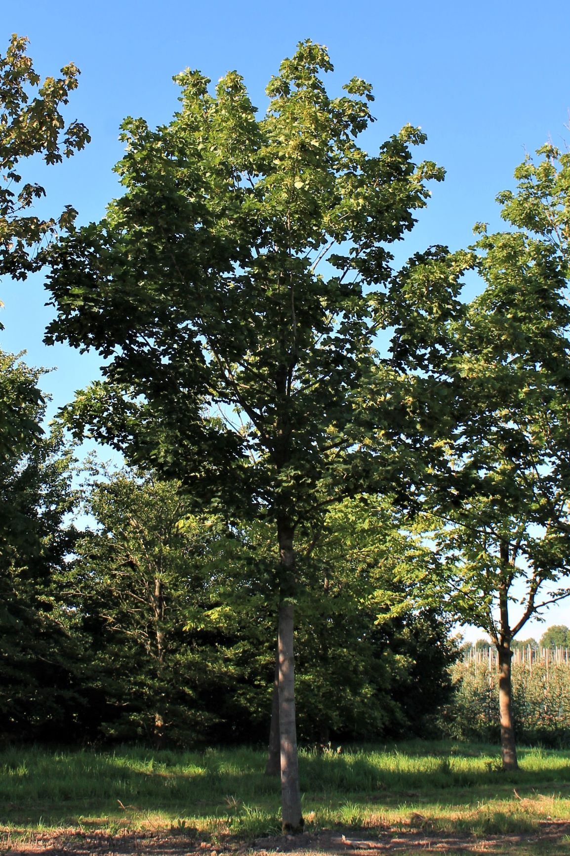 Volwassen Noorse esdoorn 'Deborah' | Hoogstam