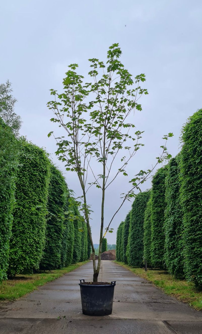 noorse-esdoorn-eurostar- Jonge Noorse esdoorn | Meerstammig