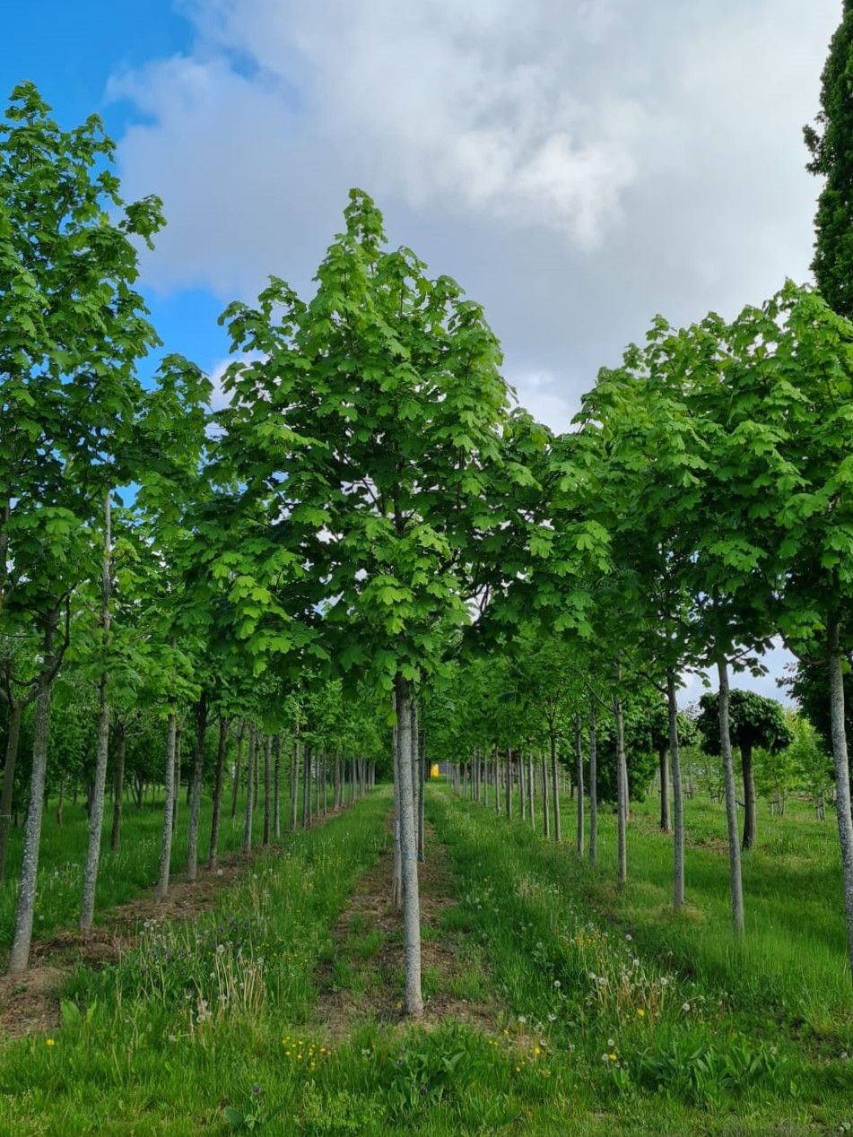 Jonge Noorse Esdoorn 'Eurostar' | Hoogstam