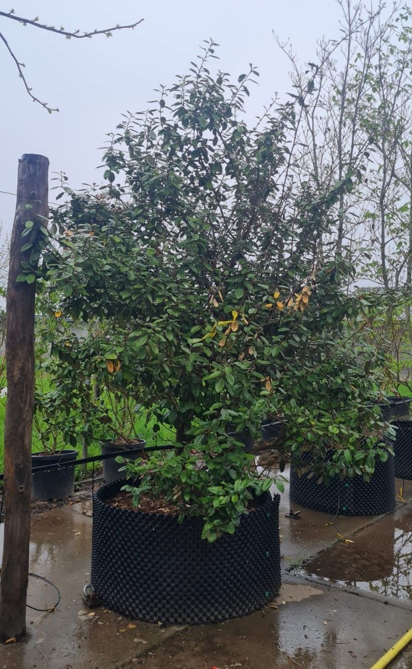 Jonge Olijfwilg | Struikvorm