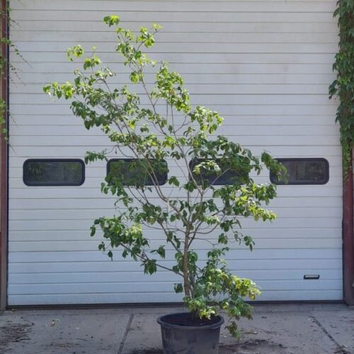 Jonge Oost Amerikaanse kornoelje | Meerstammig