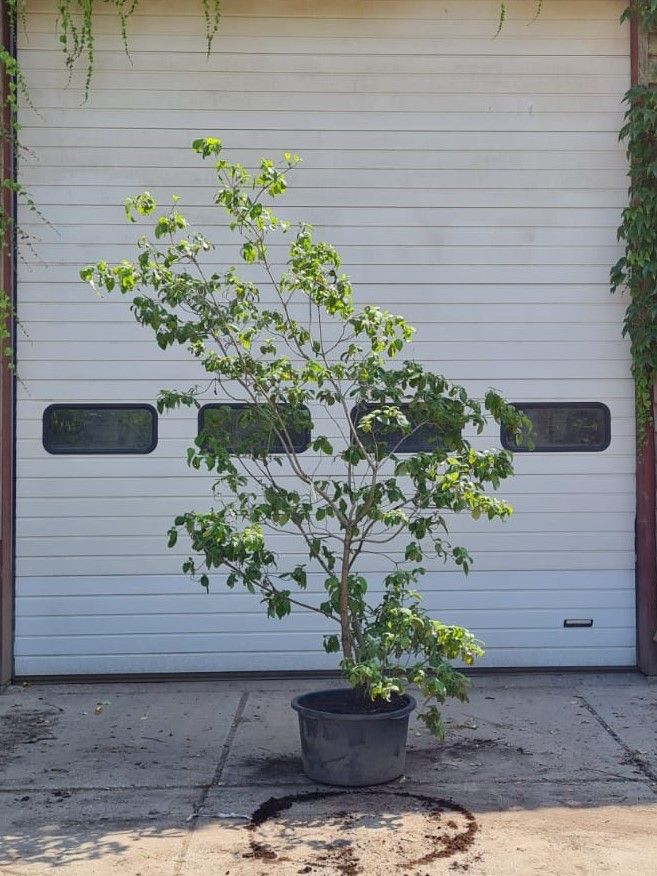 oost-amerikaanse-kornoelje Jonge Oost Amerikaanse kornoelje | Meerstammig