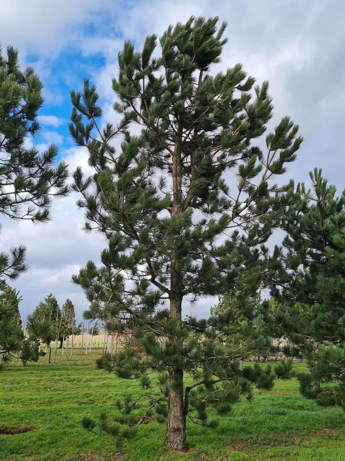 oostenrijkse-den Volwassen Oostenrijkse den | Laagstam