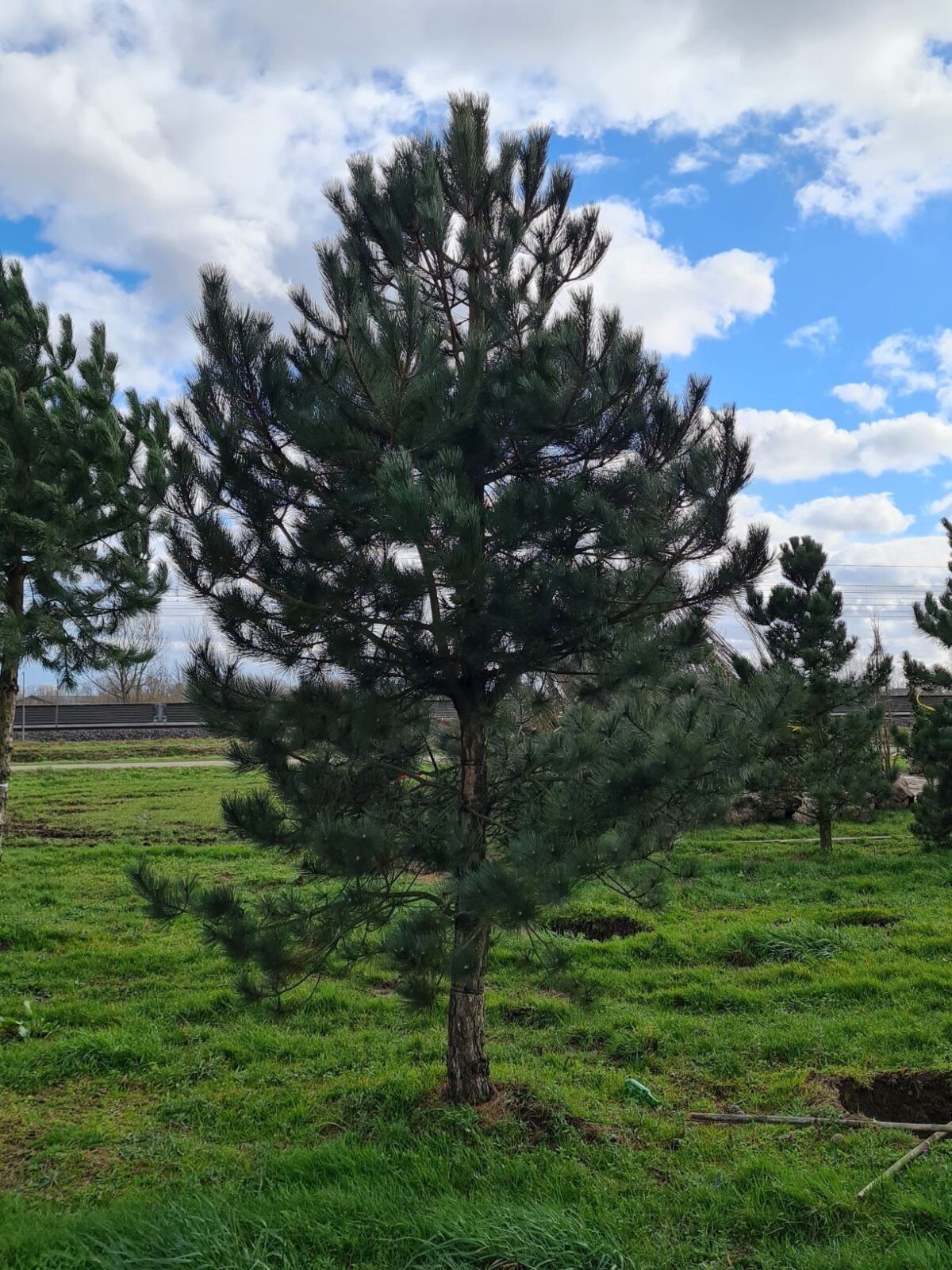 Volwassen Oostenrijkse den | Laagstam