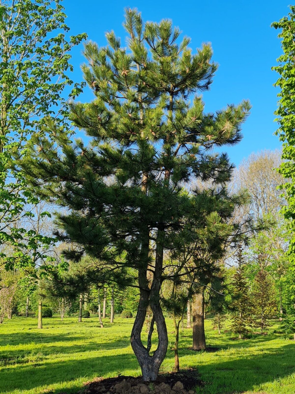 Volwassen Oostenrijkse den | Meerstammig