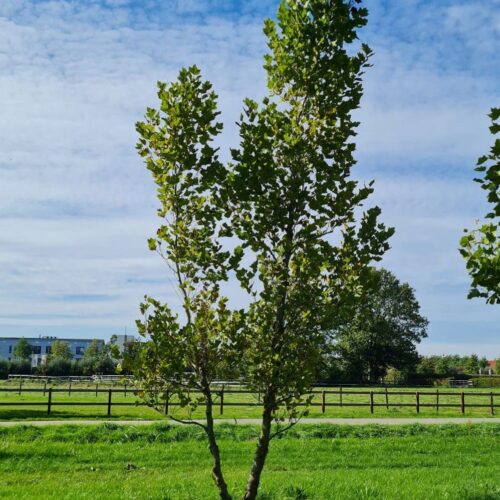 Oosterse plataan | Meerstammig