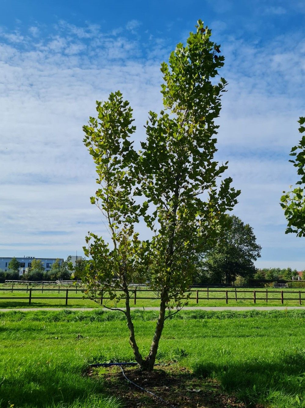 oosterse-plataan Oosterse plataan | Meerstammig