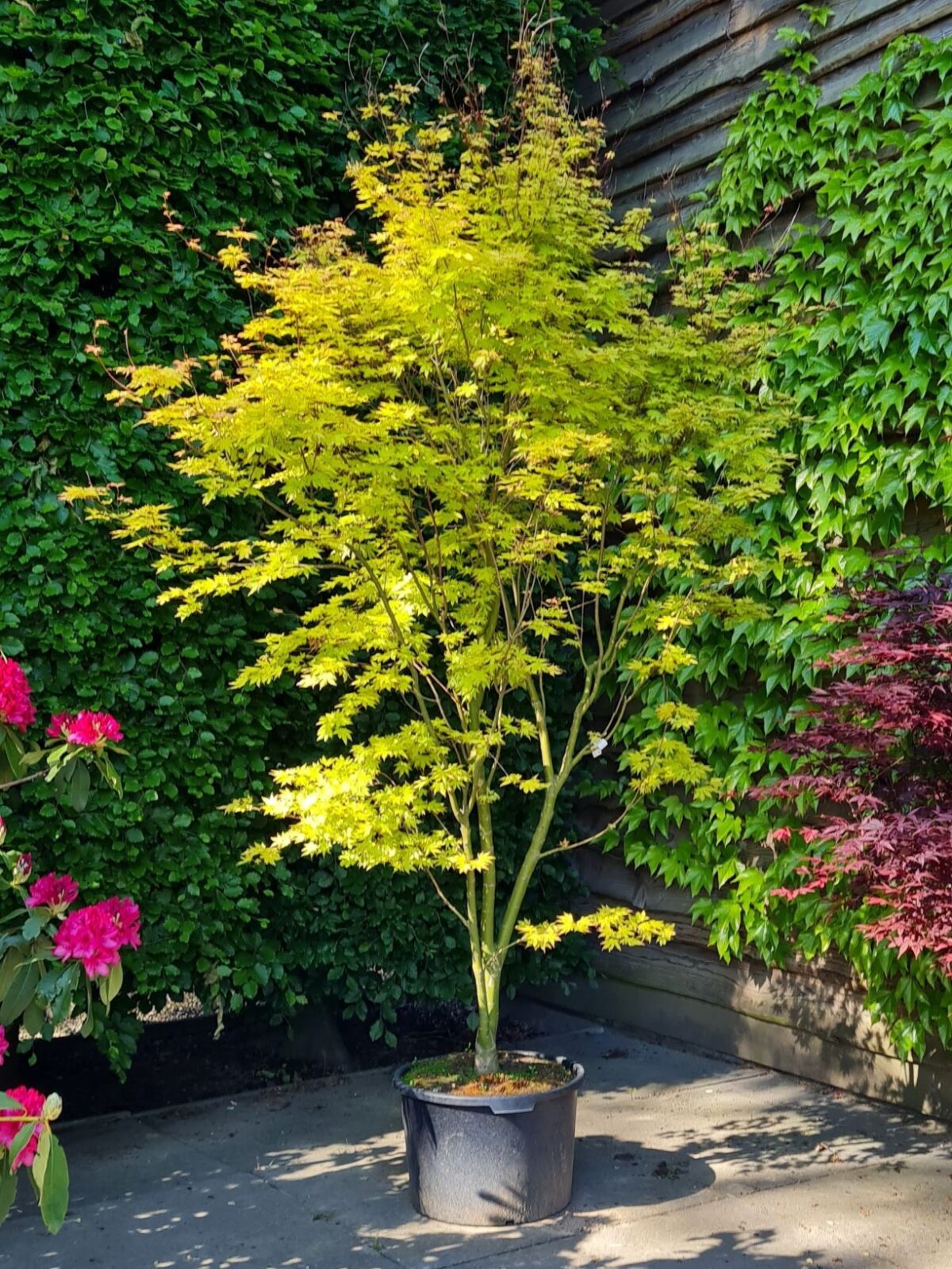 Jonge Japanse esdoorn 'Orange dream' | Meerstammig