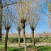 Volwassen Oranje knotwilg | Hoogstam