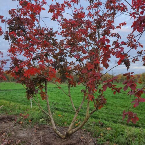 Jonge Paarse pruikenboom | Meerstammig