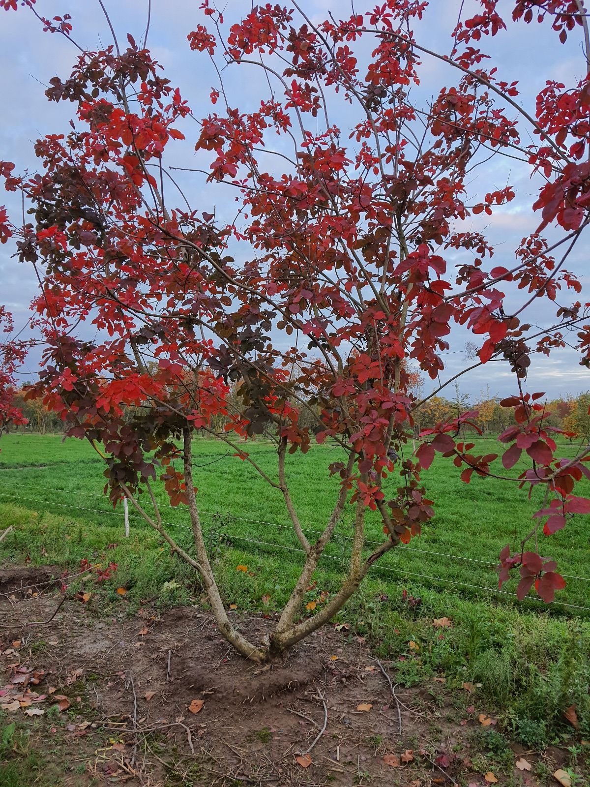 Jonge Paarse pruikenboom | Meerstammig