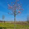 Volwassen Magnolia 'Spectrum' | Hoogstam