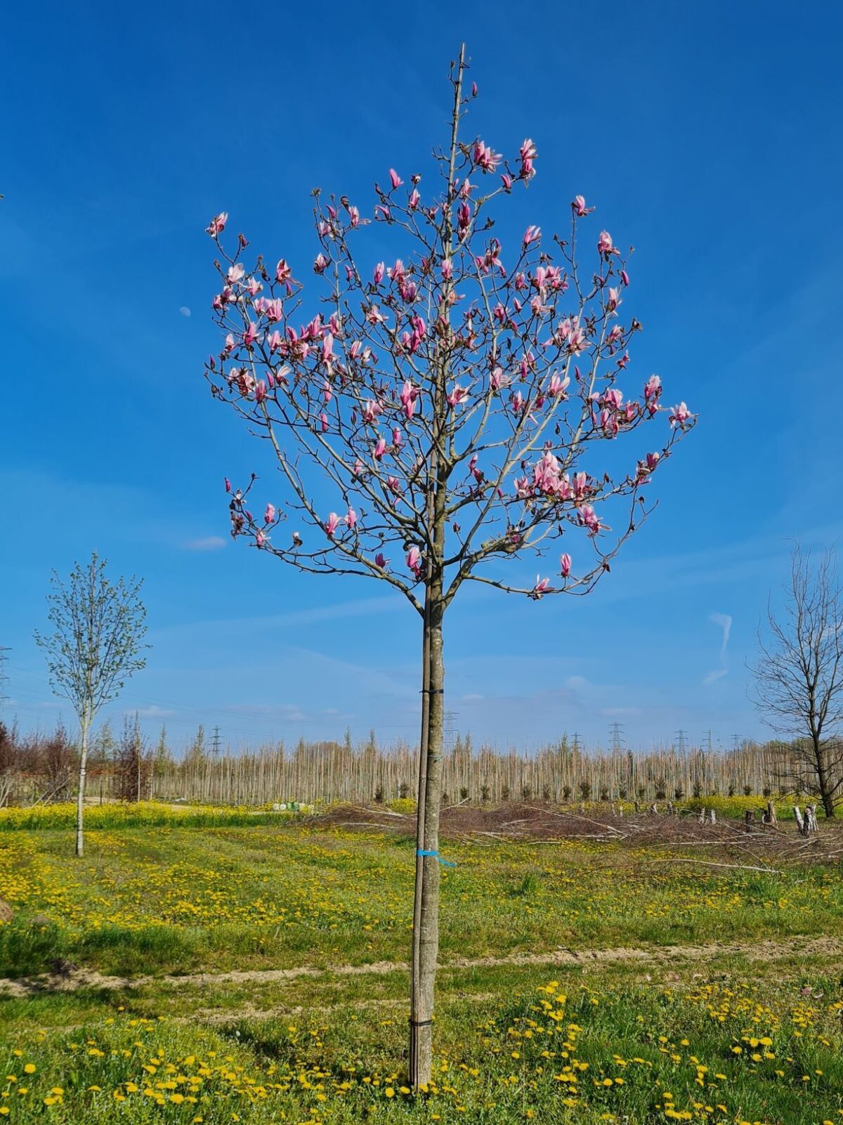 Volwassen Magnolia 'Spectrum' | Hoogstam