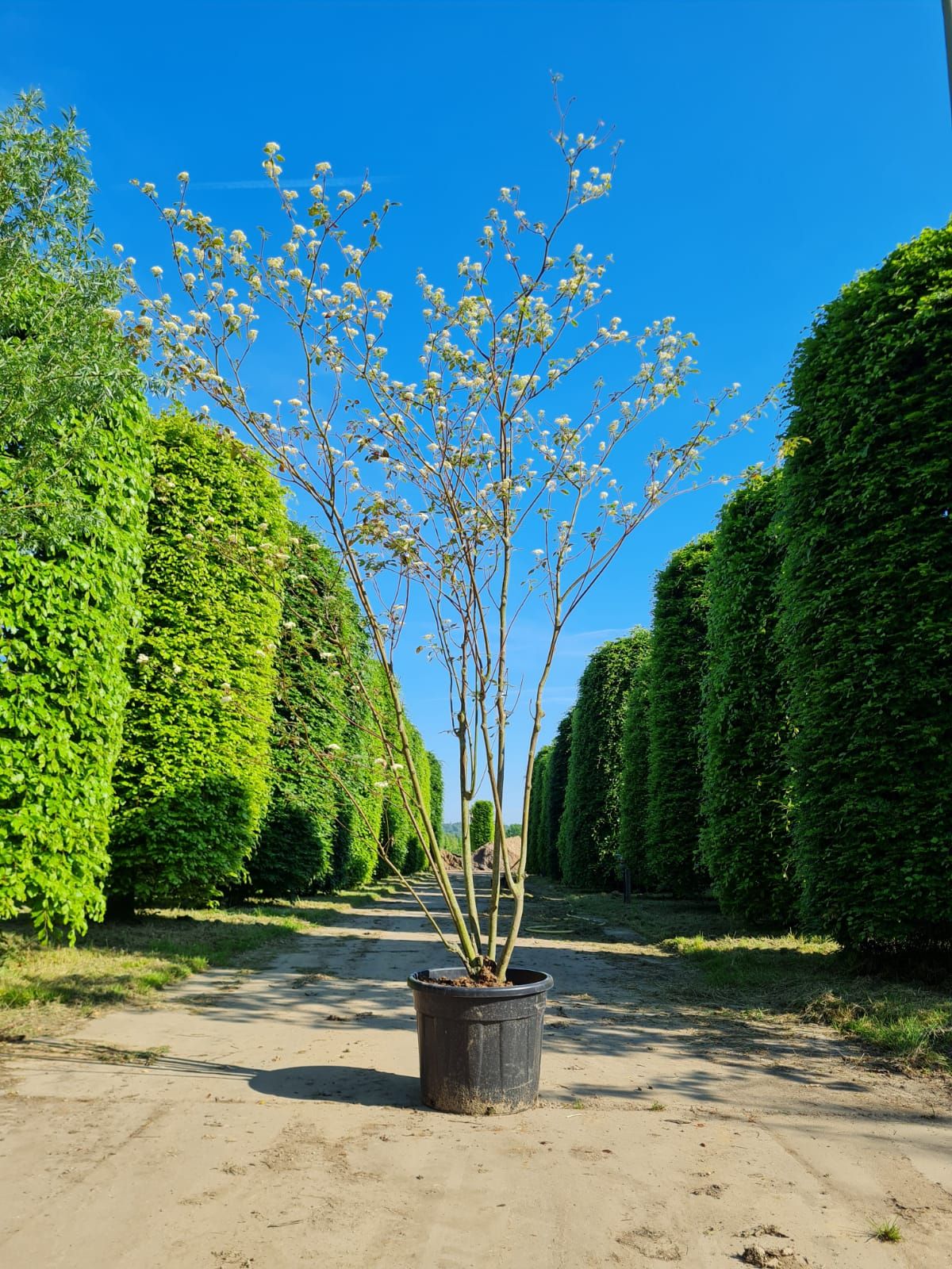 pagode-kornoelje Jonge Pagode Kornoelje | Meerstammig