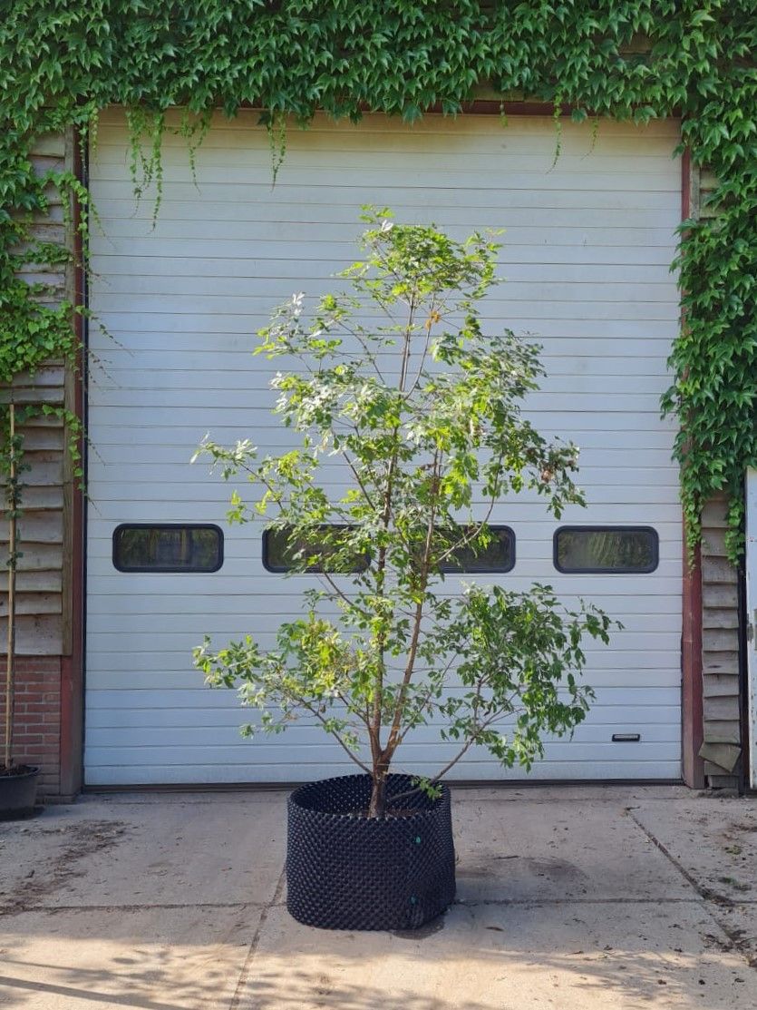 Jonge Papieresdoorn | Meerstammig