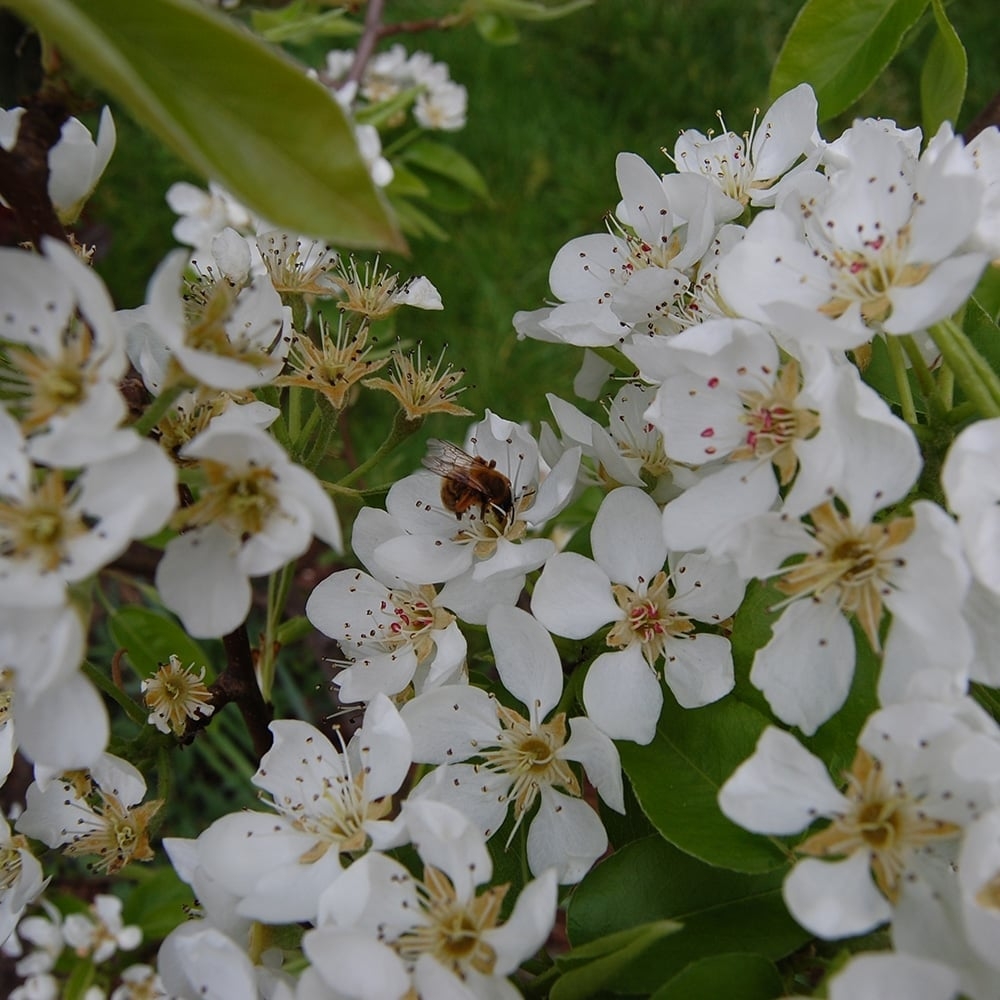 Jonge Perenboom 'Doyenné du comice' | Hoogstam
