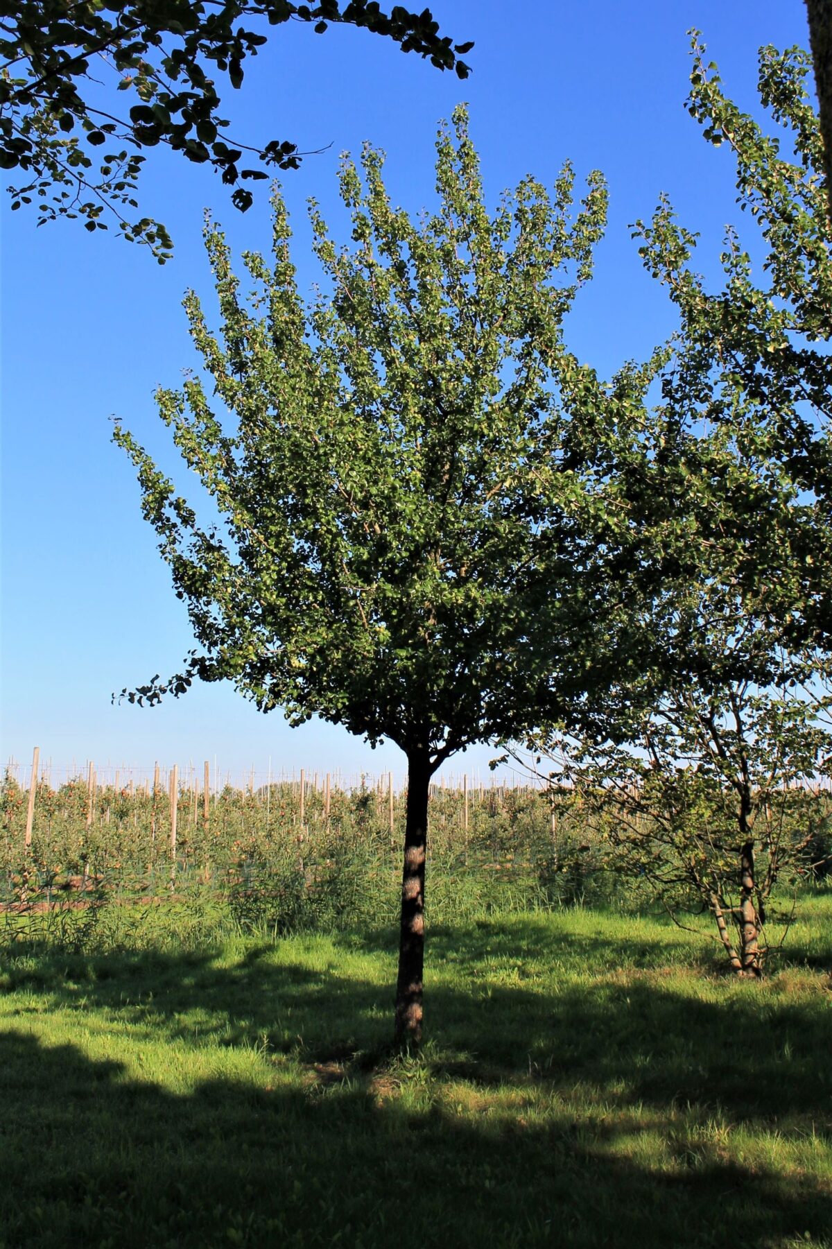 Volwassen Sierpeer 'Beech hill' | Hoogstam