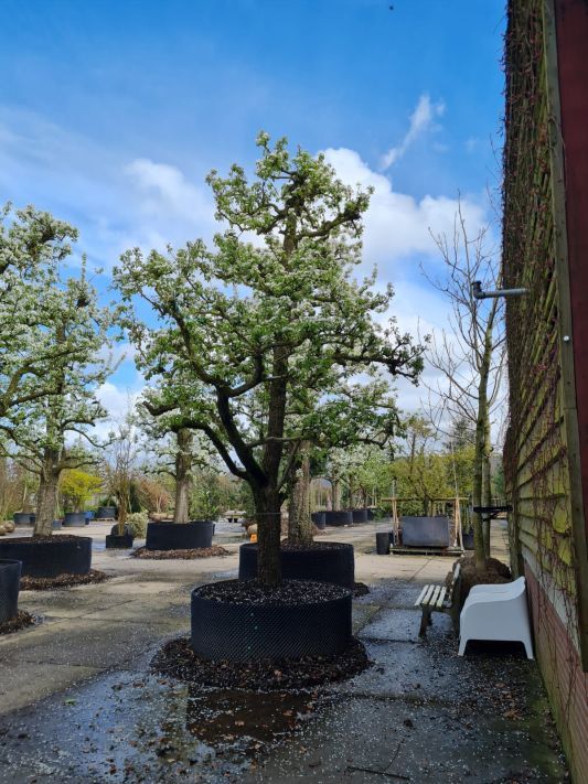 perenboom-conference- Volwassen Perenboom 'Conference' | Hoogstam