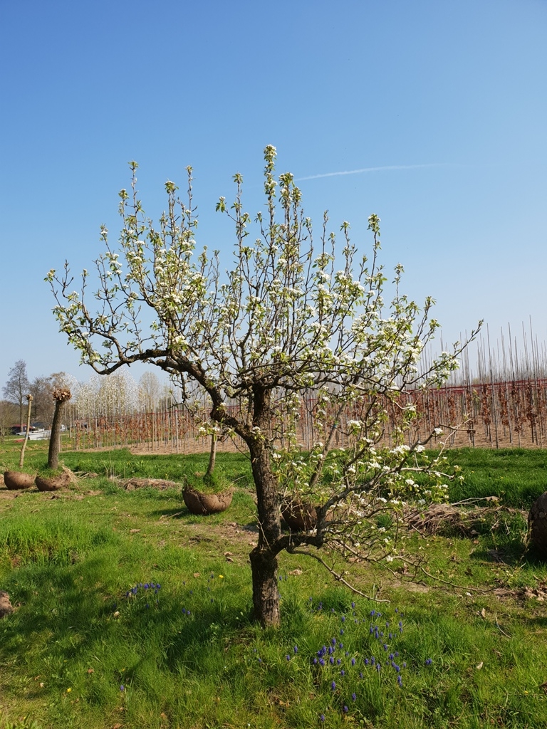 Volwassen Perenboom 'Conference' | Halfstam