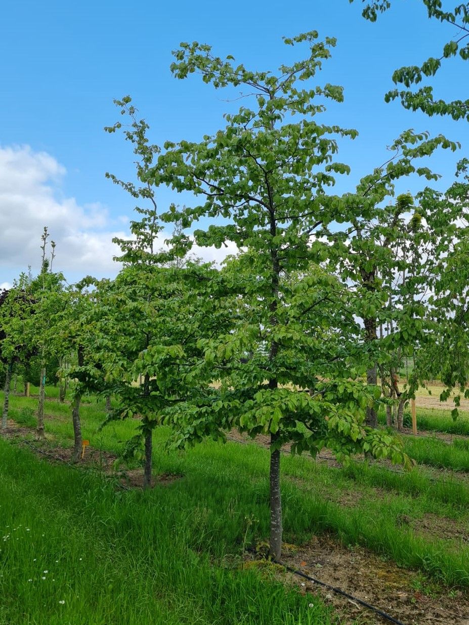 perzisch-ijzerhout Jonge Perzische ijzerhoutboom | Halfstam